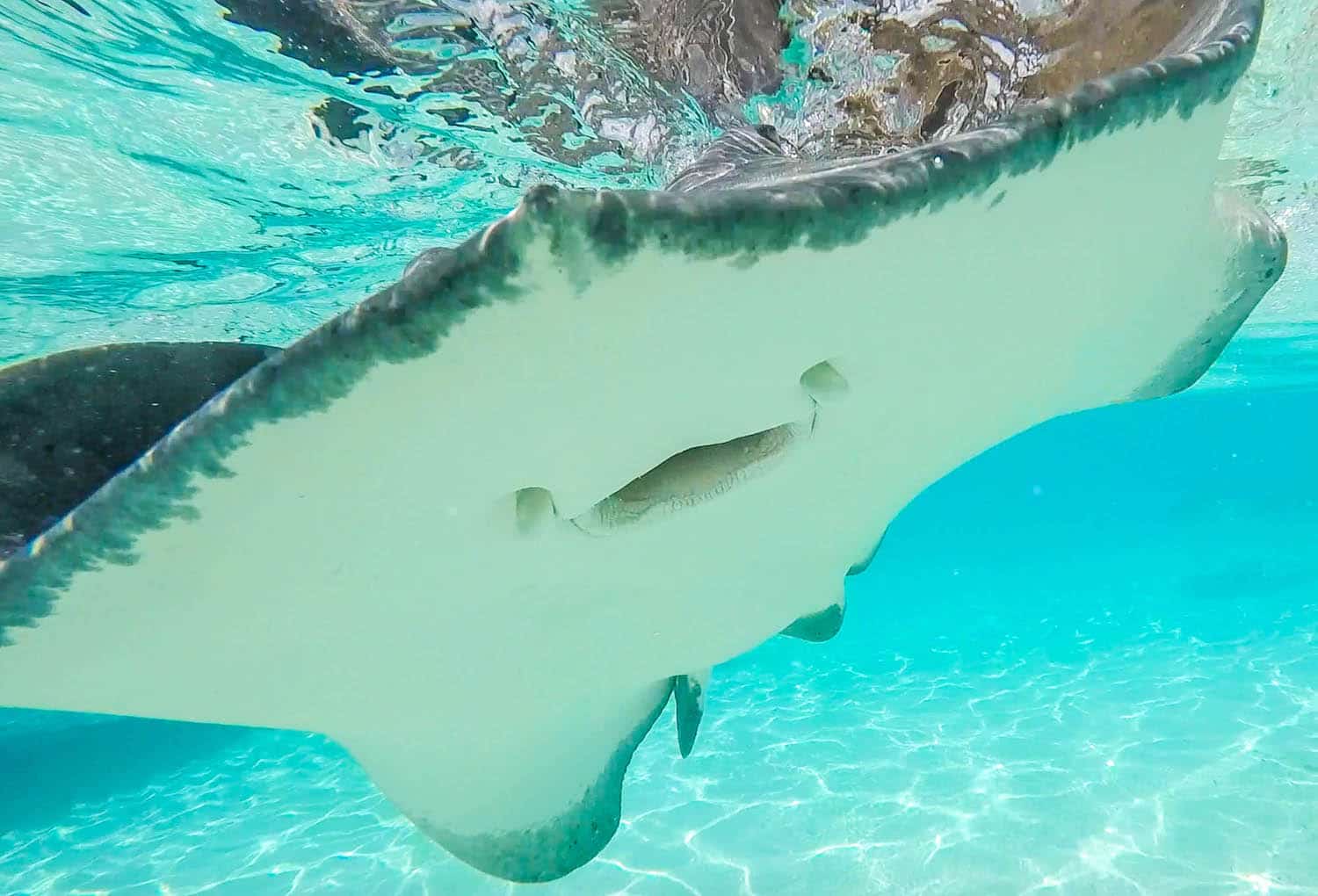 Sting rays in sting ray city, grand cayman