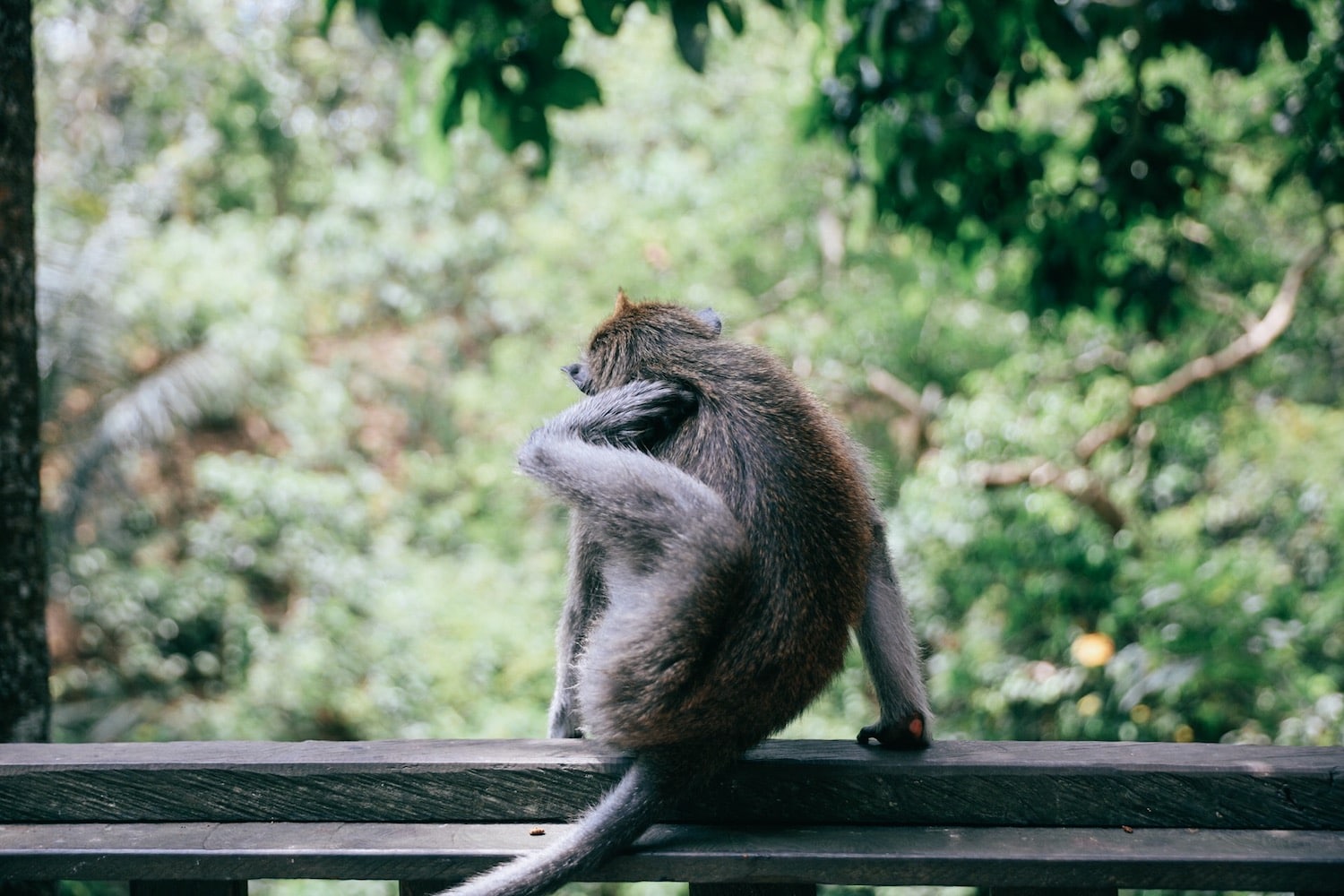 Ubud Bali Monkey Sanctuary