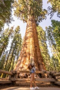 guide to sequoia and kings canyon national park