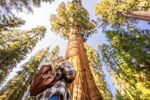 guide to sequoia and kings canyon national park
