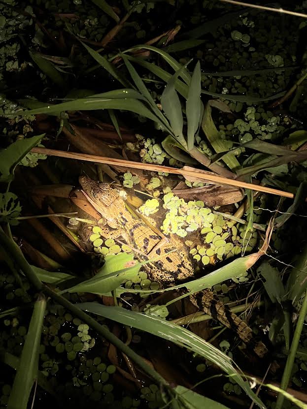 a baby black caiman spotted with a flashlight in the river bush during a night safari