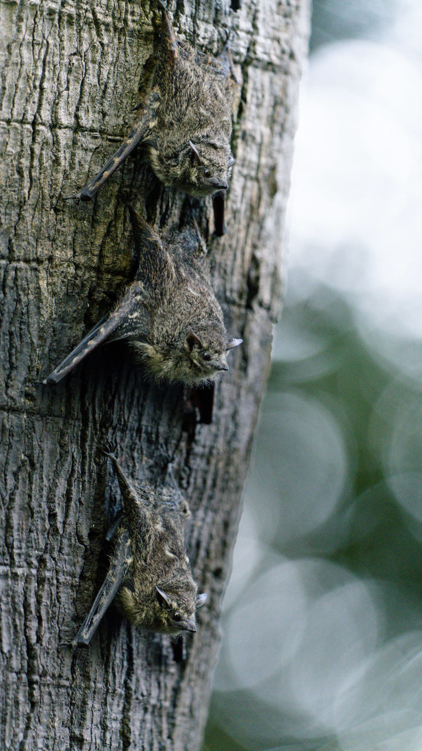 leaf nosed bats up close
