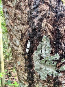 rubber gum from the rubber tree