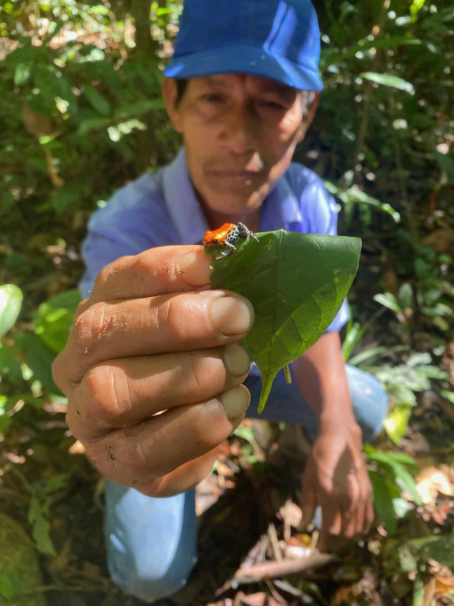 a tiny poison dart frog being held up by a local Amazonian