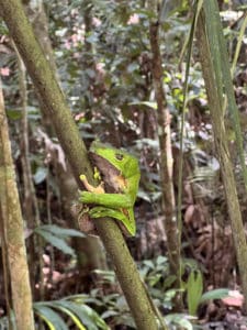 monkey tree frog