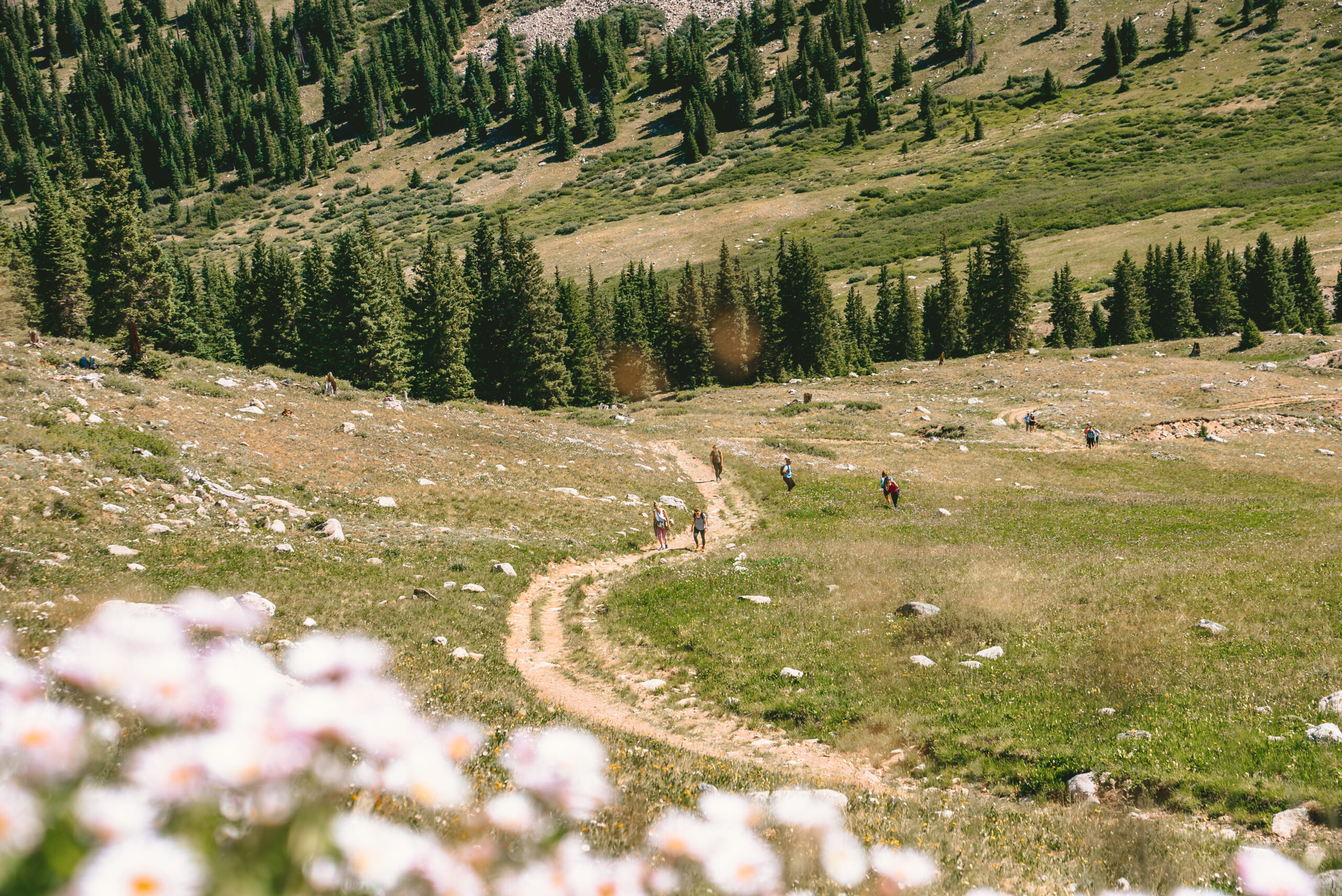Wildflowers with a cascading trail behind