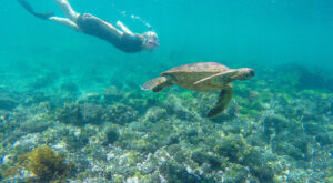 snorkeling with turtles