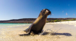 seal at the beach