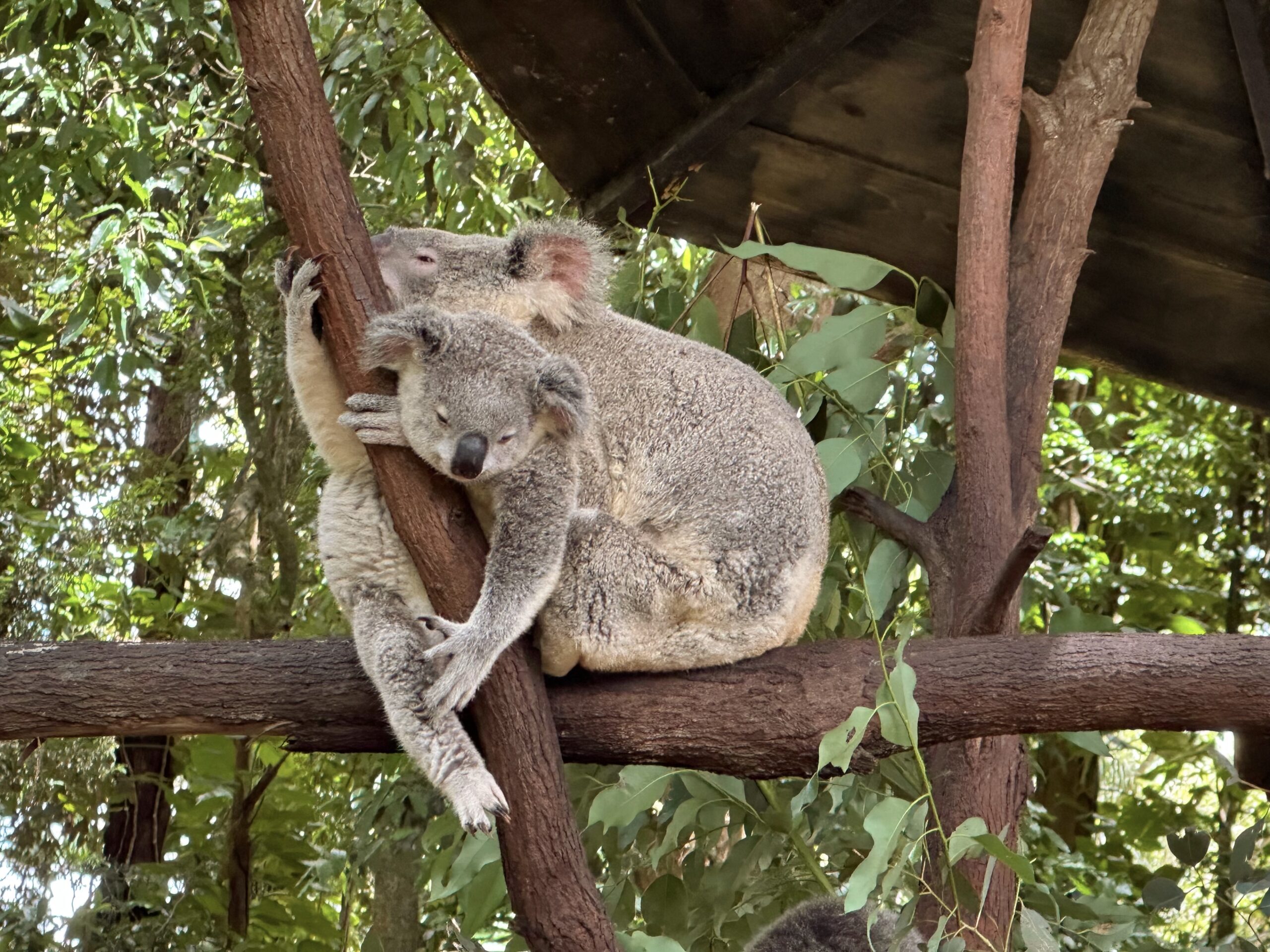 Visit the Lone Pine Koala Sanctuary - Australia Travel Guide