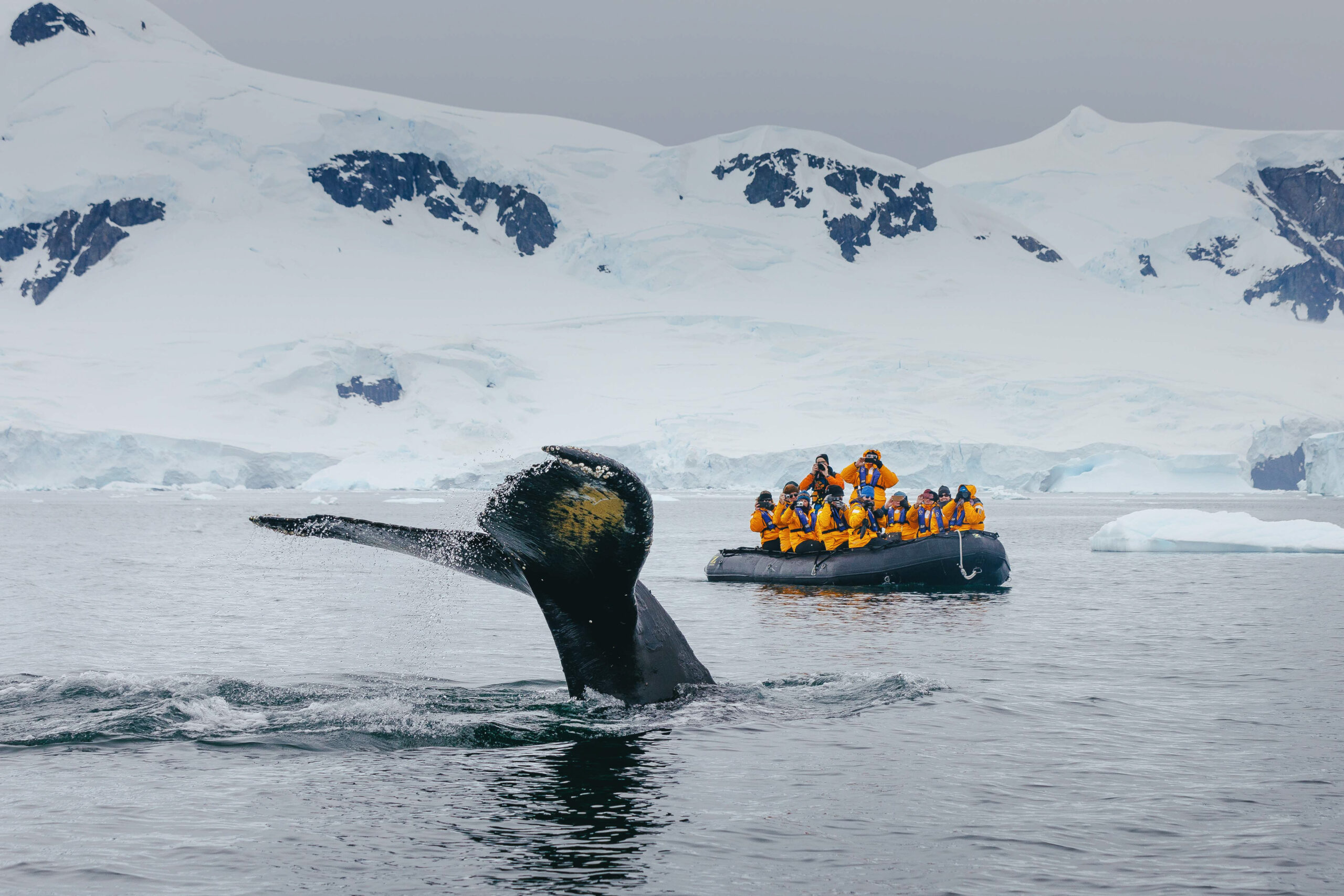 Whale watching from the zodiac in Antarctica peninsula