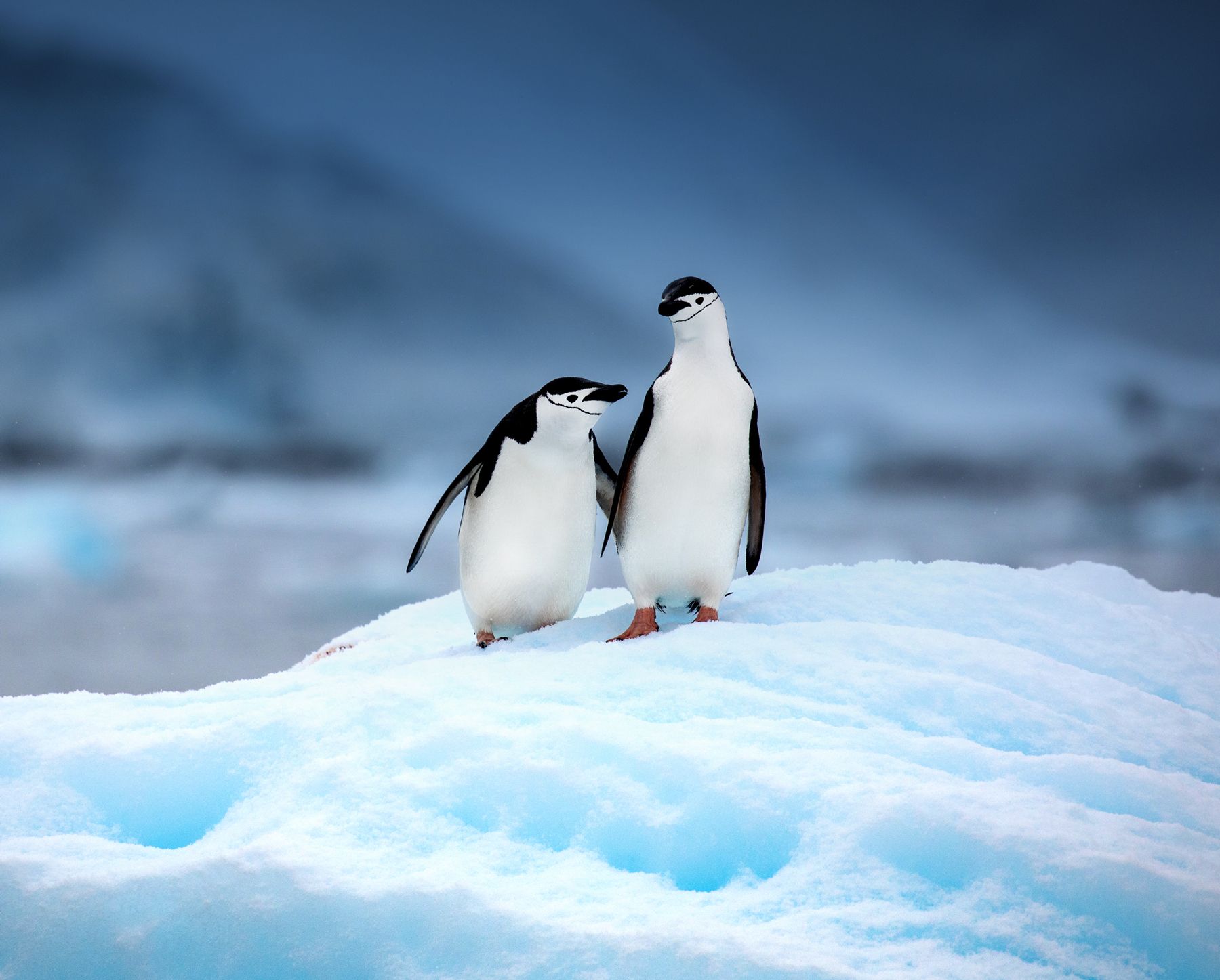 Chinstrap penguins