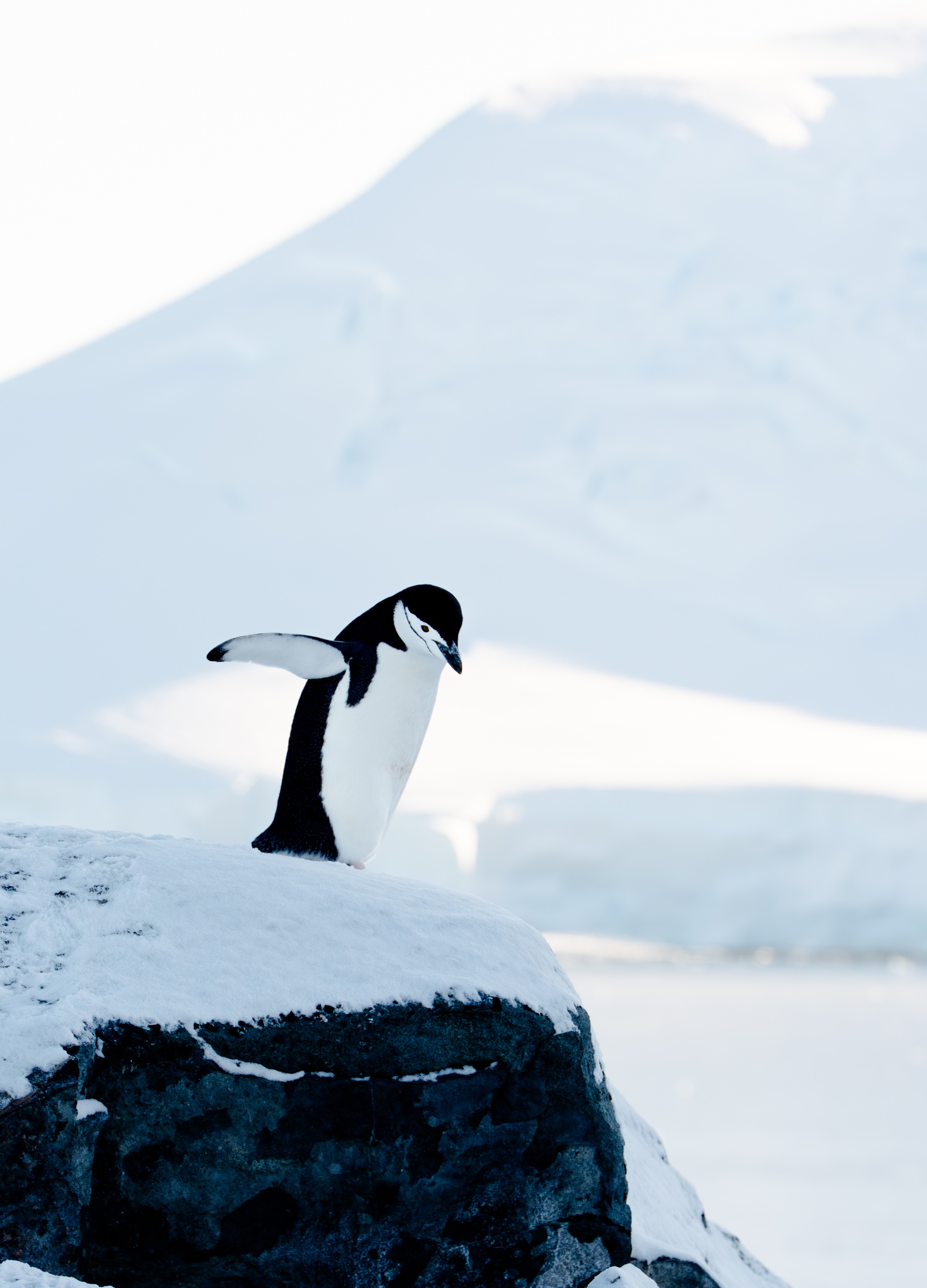 Antarctica_LimitLes_Edits-23 copy 1 Antarctica_LimitLes_Edits-23 copy 1