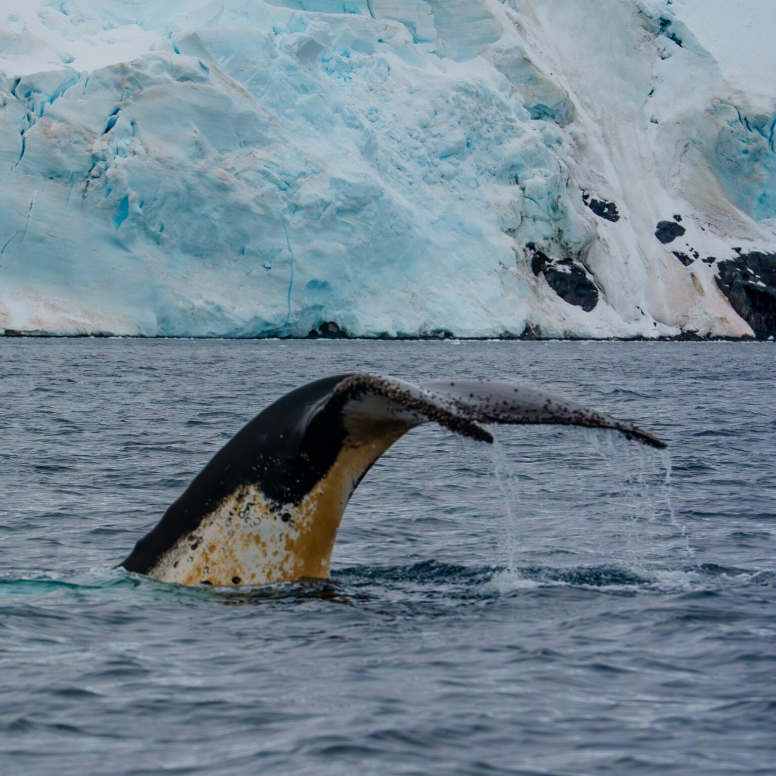 Antarctica_LimitLes_Edits-5 Antarctica_LimitLes_Edits-5