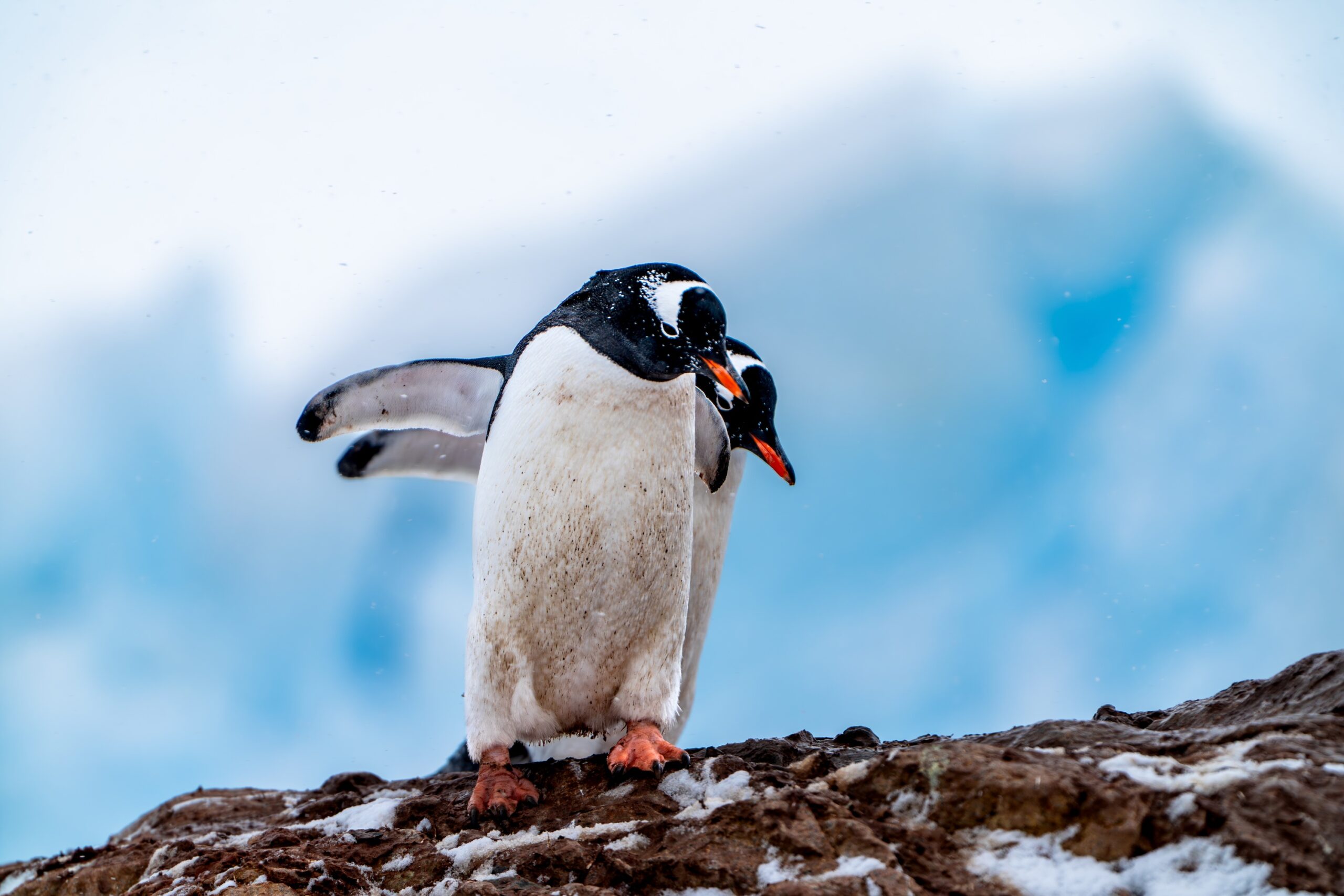 Antarctica_LimitLes_Edits-722 Antarctica_LimitLes_Edits-722