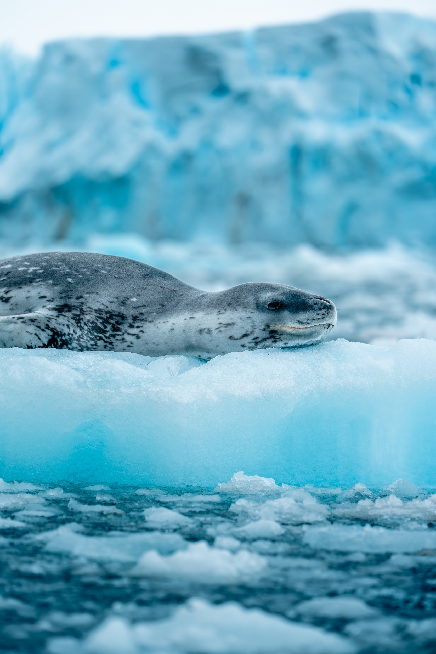 Antarctica_LimitLes_Edits-9 Antarctica_LimitLes_Edits-9