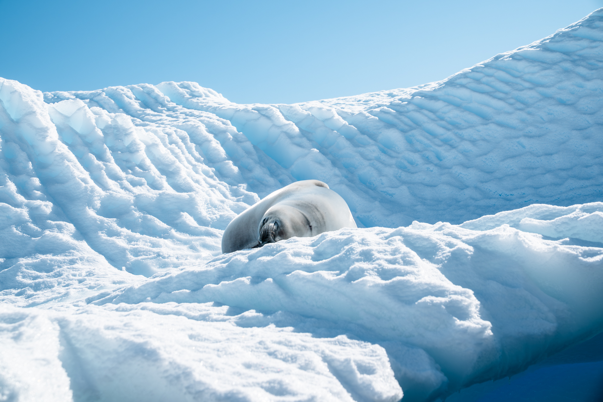 LimitLes_Antarctica_2026-66